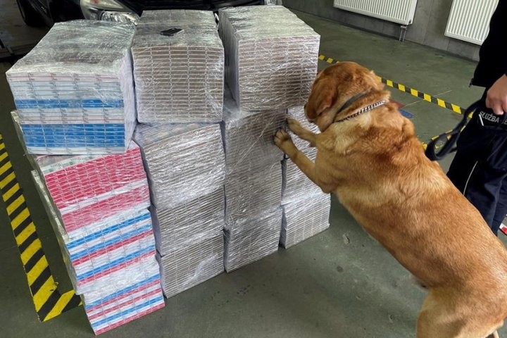 Белорус вез в Польшу 7500 пачек сигарет под полом минивена. Их нашел служебный лабрадор