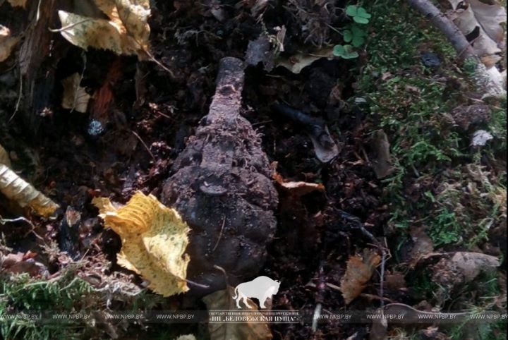 В Беловежской пуще обнаружили боеприпасы времен ВОВ