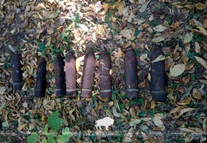 В Беловежской пуще обнаружили боеприпасы времен ВОВ
