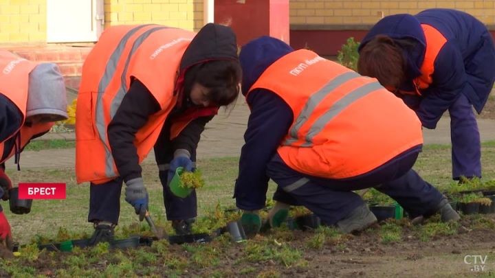 И даже магнолия. В Бресте собираются высадить 12 тысяч деревьев и кустарников
