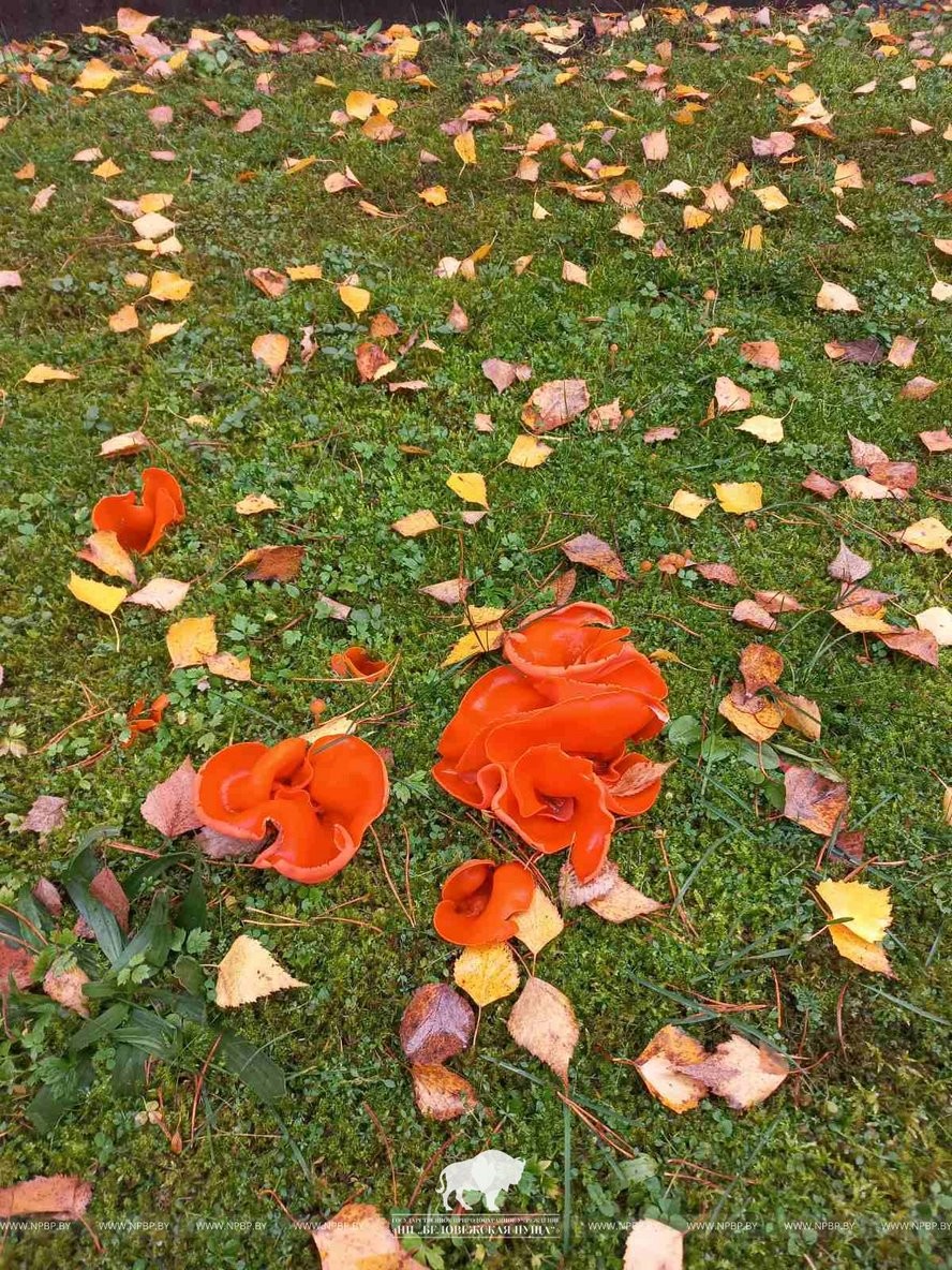 В Беловежской пуще нашли необычный гриб