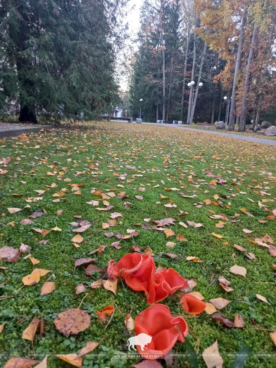В Беловежской пуще нашли необычный гриб