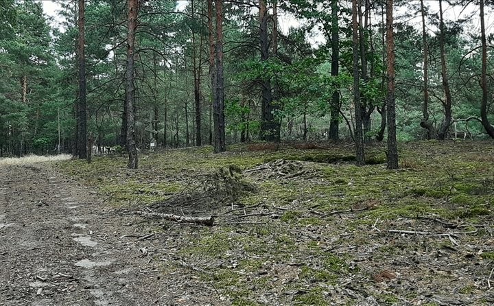 Неизвестное ранее место расстрела мирных жителей в годы ВОВ установили в Ивацевичском районе