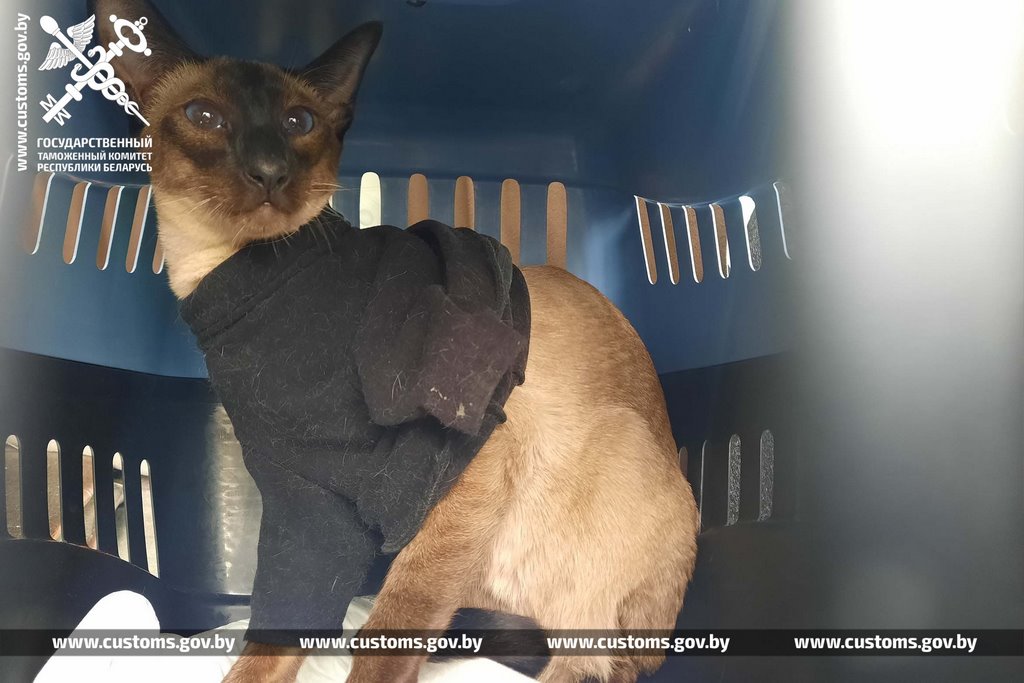 Собак и котов редких пород под видом метисов ввезли в Беларусь из Польши