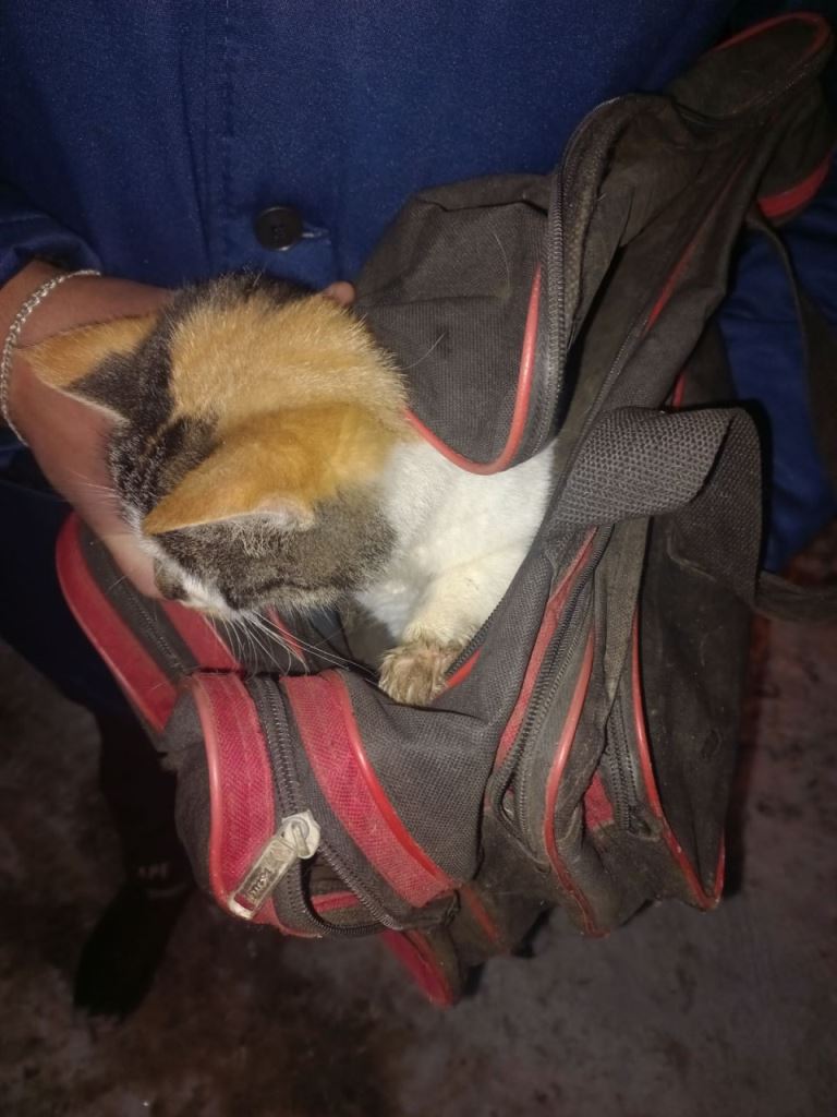 В Брестской области спасли кота