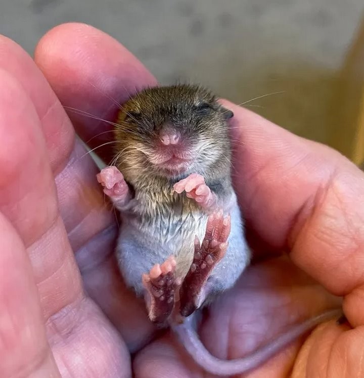 Девушка нашла на дороге мышонка и решила приютить его. Она рассказывает о нем в блоге, и теперь за жизнью грызуна следят тысячи людей