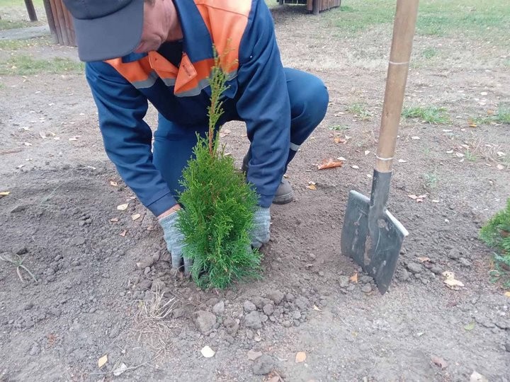Власти Бреста просят жителей города не заниматься озеленением самовольно