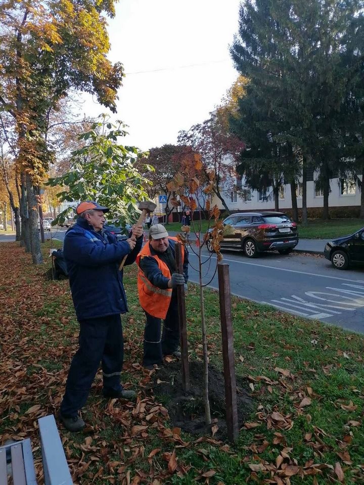 Власти Бреста просят жителей города не заниматься озеленением самовольно