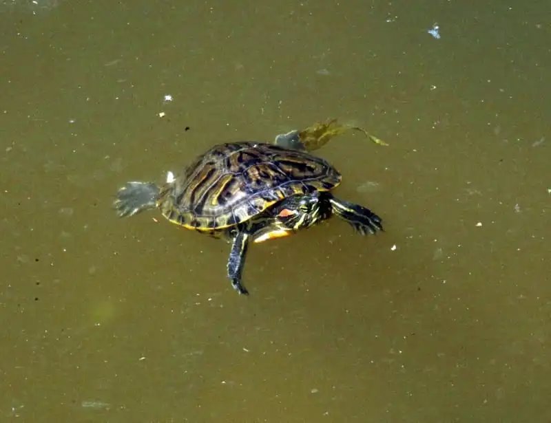А вы видели в озере Брестского парка культуры и отдыха черепах? Оказывается, они там есть