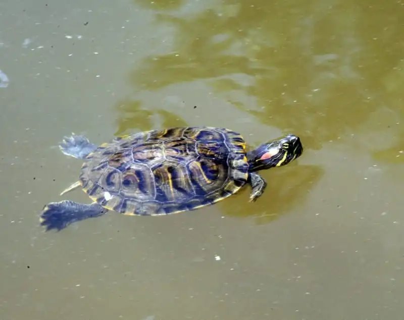 А вы видели в озере Брестского парка культуры и отдыха черепах? Оказывается, они там есть