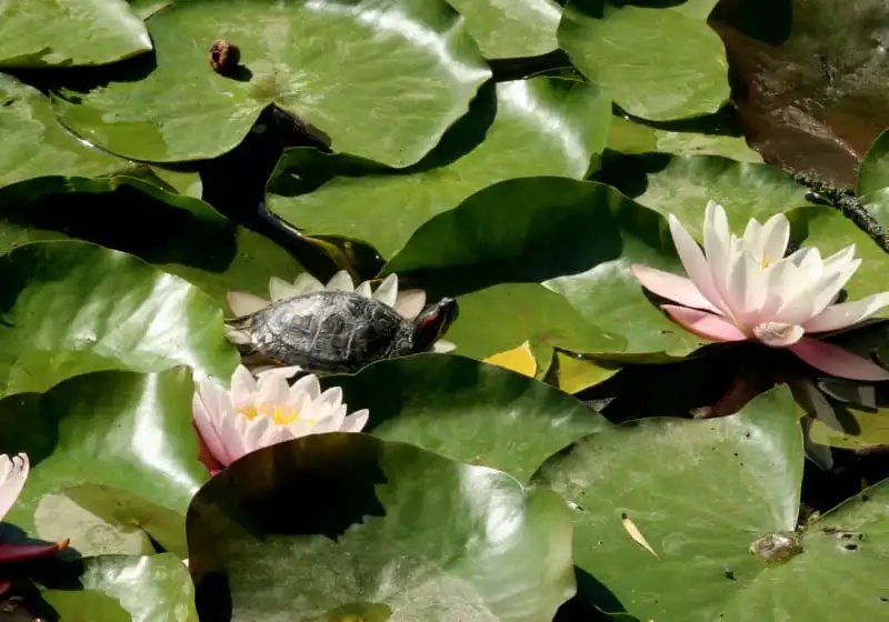 А вы видели в озере Брестского парка культуры и отдыха черепах? Оказывается, они там есть