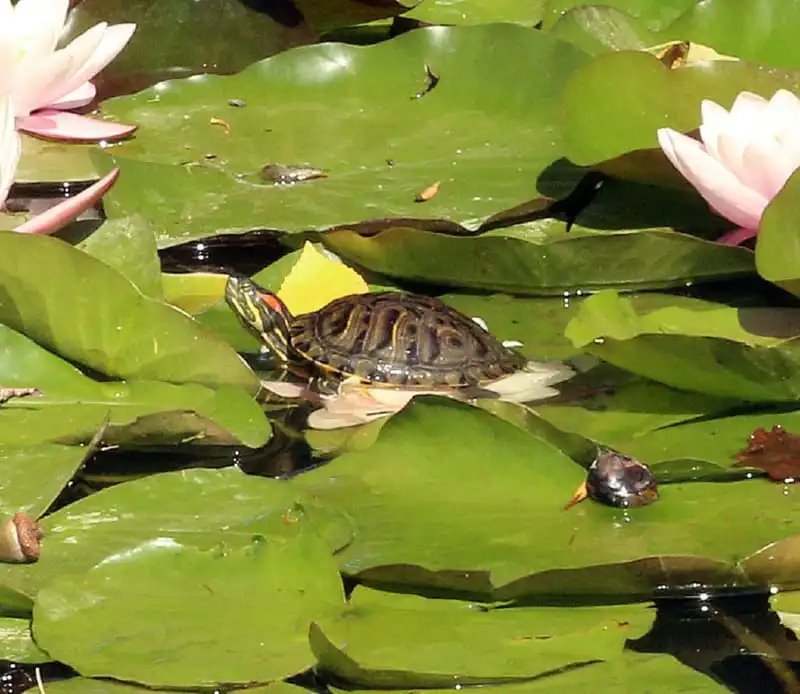 А вы видели в озере Брестского парка культуры и отдыха черепах? Оказывается, они там есть