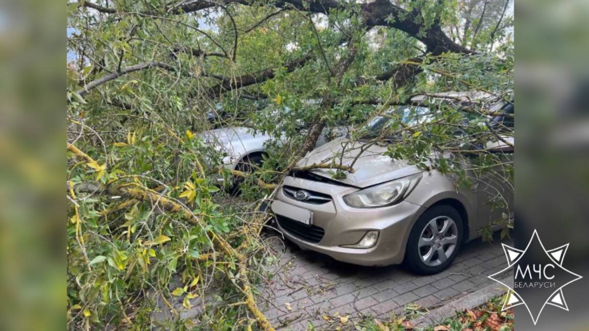 В МЧС рассказали о последствиях сильного ветра в Беларуси