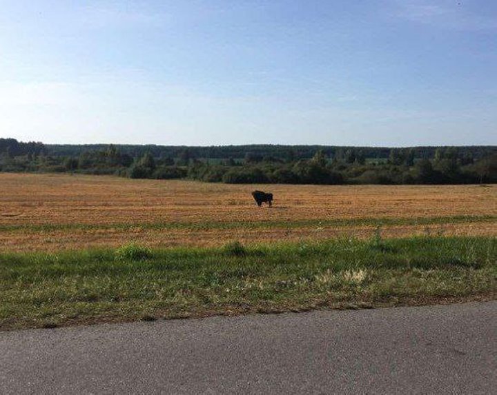 Вольно гуляющего зубра заметили в Ивановском районе