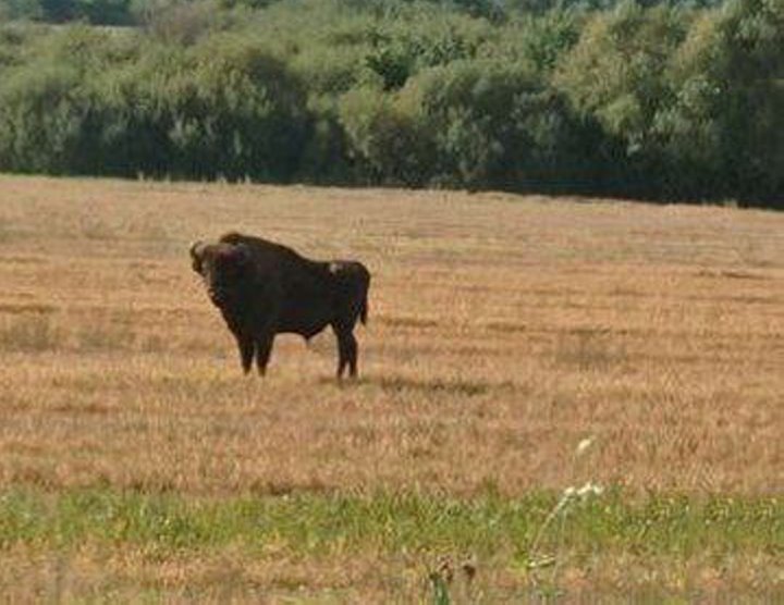 Вольно гуляющего зубра заметили в Ивановском районе