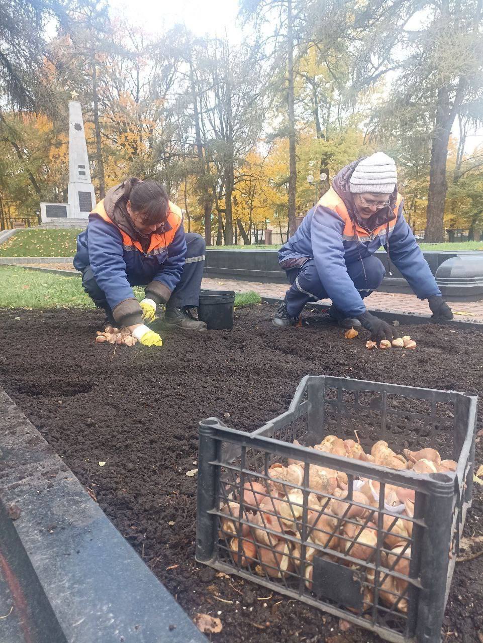 В Бресте будет высажено 50 тысяч тюльпанов