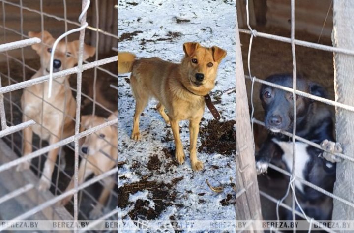 Волонтеры срочно ищут новый дом для собак из Кабаков