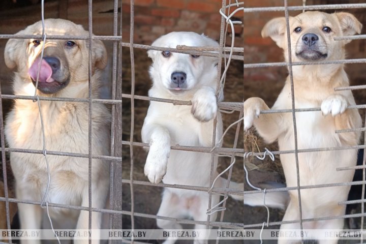 Волонтеры срочно ищут новый дом для собак из Кабаков
