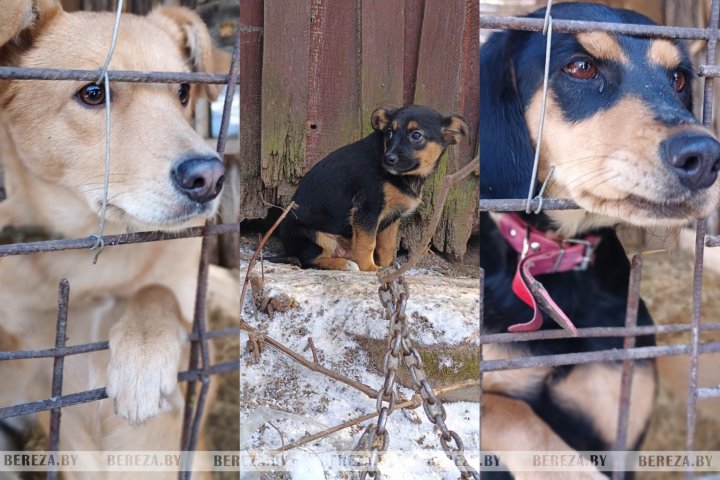 Волонтеры срочно ищут новый дом для собак из Кабаков