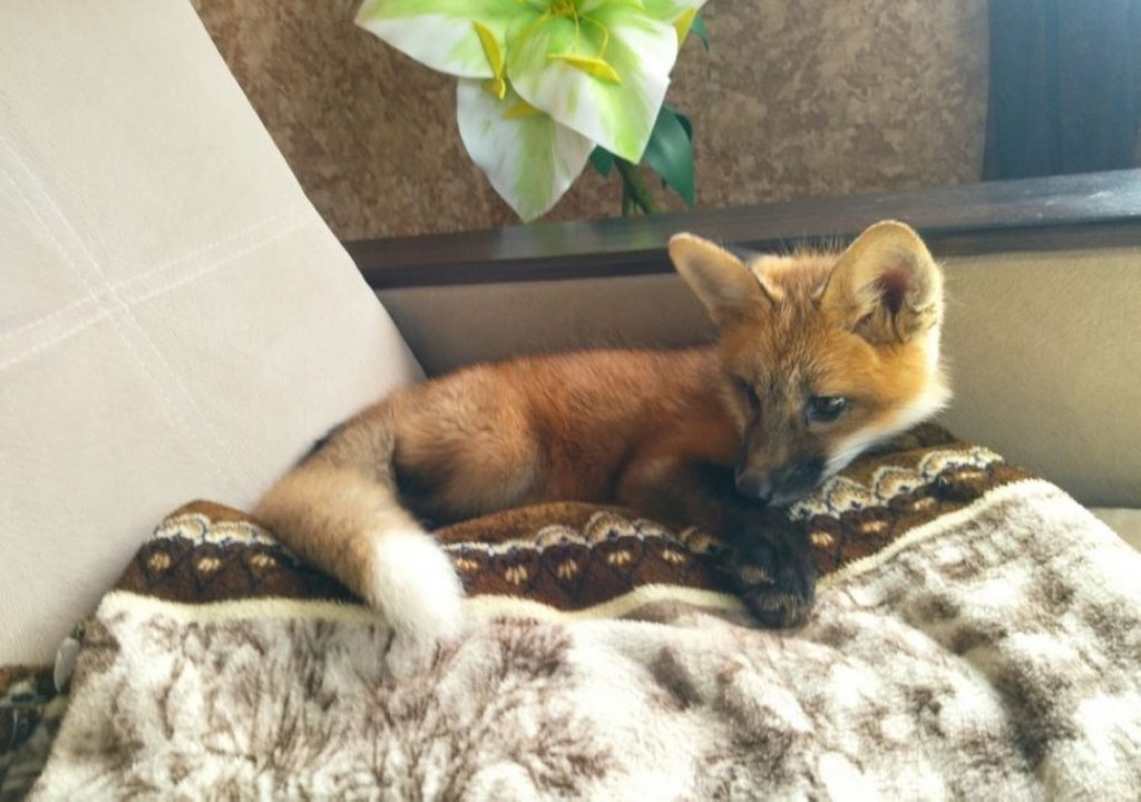 Белоруска завела дома настоящую лису