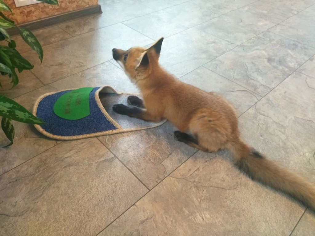 Белоруска завела дома настоящую лису