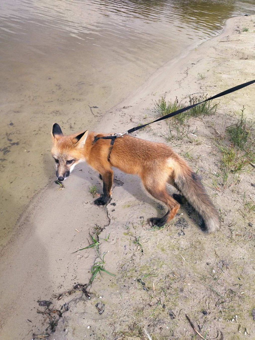 Белоруска завела дома настоящую лису