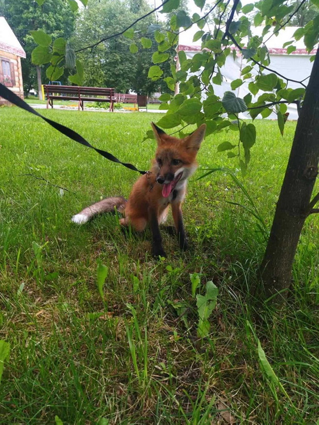 Белоруска завела дома настоящую лису