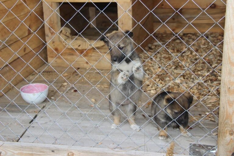 В Малорите питомцы ждут помощи волонтёров