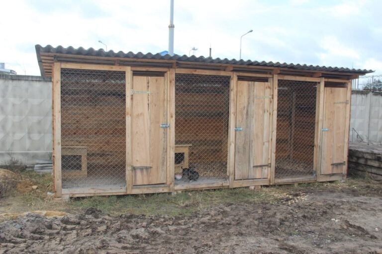 В Малорите питомцы ждут помощи волонтёров