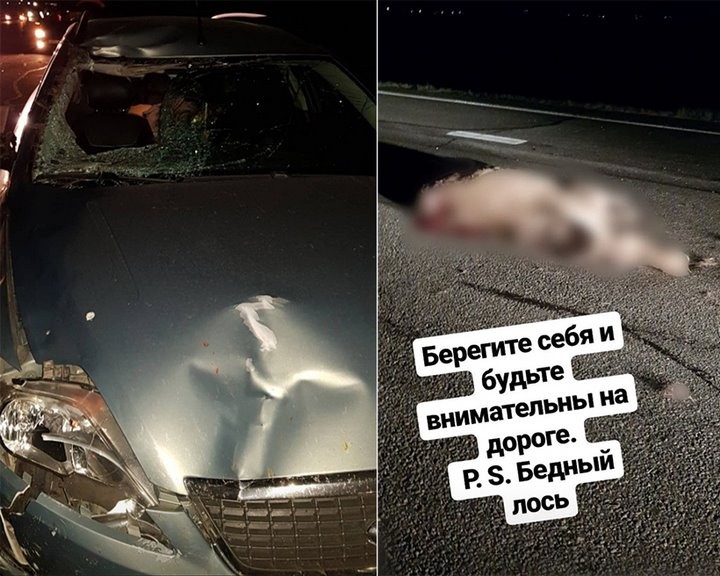 Трешевое свидание. На встрече с девушкой — трасса, разбитая машина и сбитый лось