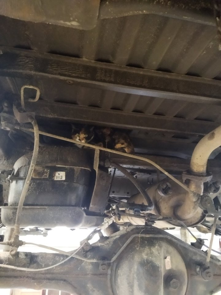 Кошка в Бобруйске залезла под днище машины и приехала в Минск