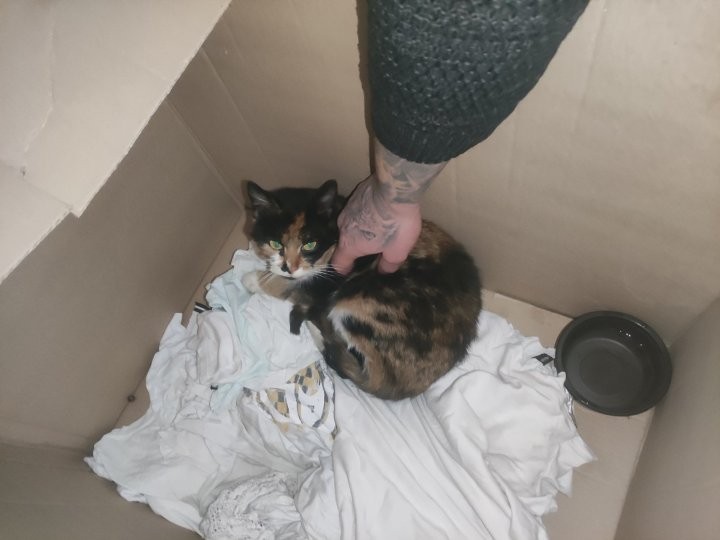 Кошка в Бобруйске залезла под днище машины и приехала в Минск