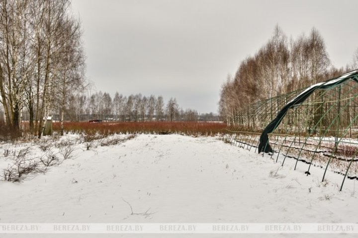 Что выращивает и какие инновационные технологии применяет фермер из Брестской области