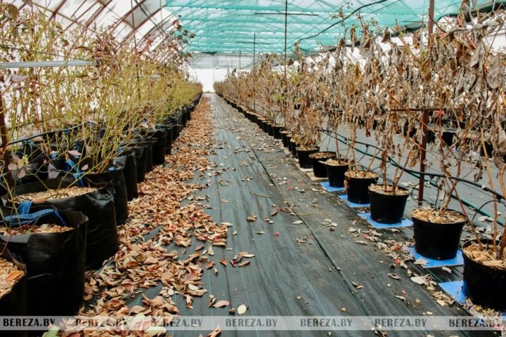 Что выращивает и какие инновационные технологии применяет фермер из Брестской области