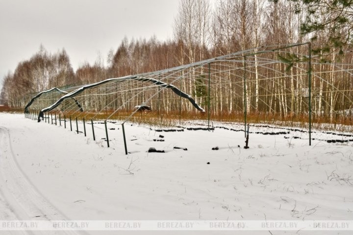 Что выращивает и какие инновационные технологии применяет фермер из Брестской области