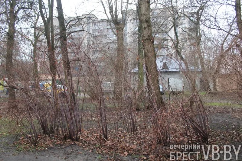 Жители домов на К.Маркса в Бресте просят привести в порядок их двор