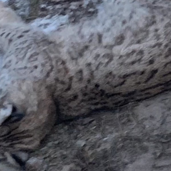 Испугалась вся деревня. В гости к белоруске наведалась рысь… и умерла