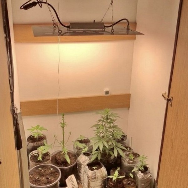 Белорус выращивал коноплю в шкафу — возбуждено уголовное дело