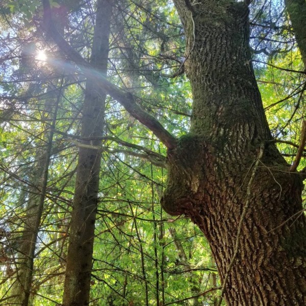 В Бресте распустилась магнолия