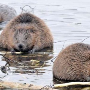 Белорус нашел тушки мертвых бобров и хотел скормить собаке. За это он получил большой штраф и год домашней «химии»