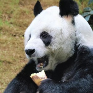 Помните овечку с окрасом панды? Стала известна её история