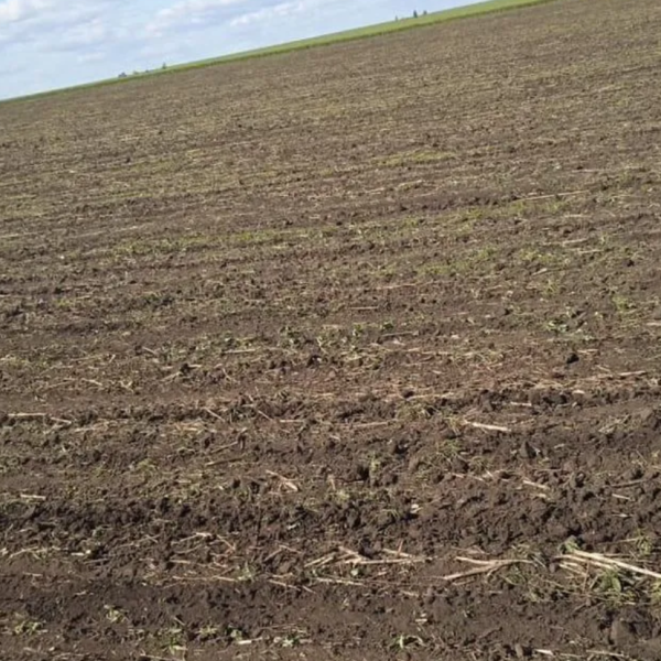 В Пружанском районе в поле нашли костные останки человека