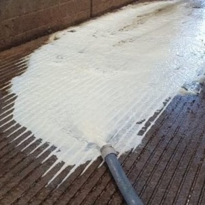 Более 2,5 тонн молока вытекло в канализацию в одном из колхозов