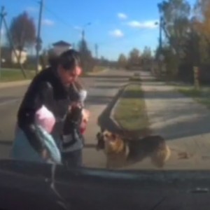 Водитель укрыл женщину с детьми от собаки. Смотрите видео