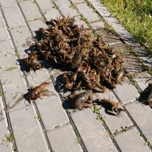 Жители Щучина заплатят 320 рублей за раков, выловленных руками и отпущенных обратно в воду