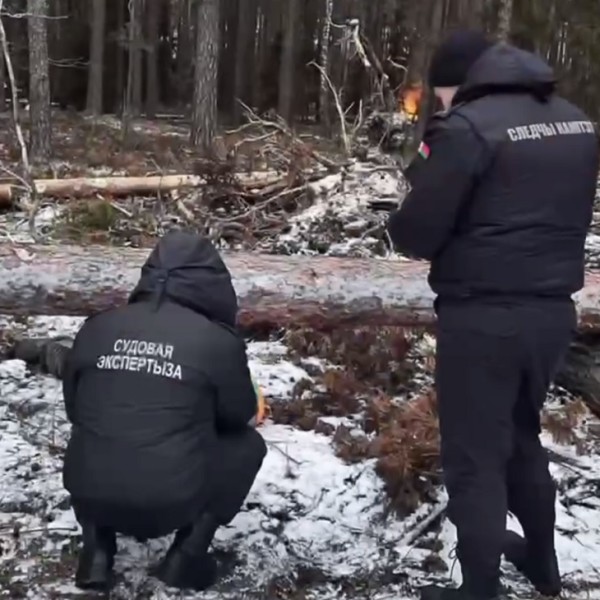 В Беларуси дерево насмерть придавило вальщика леса — подробности трагедии