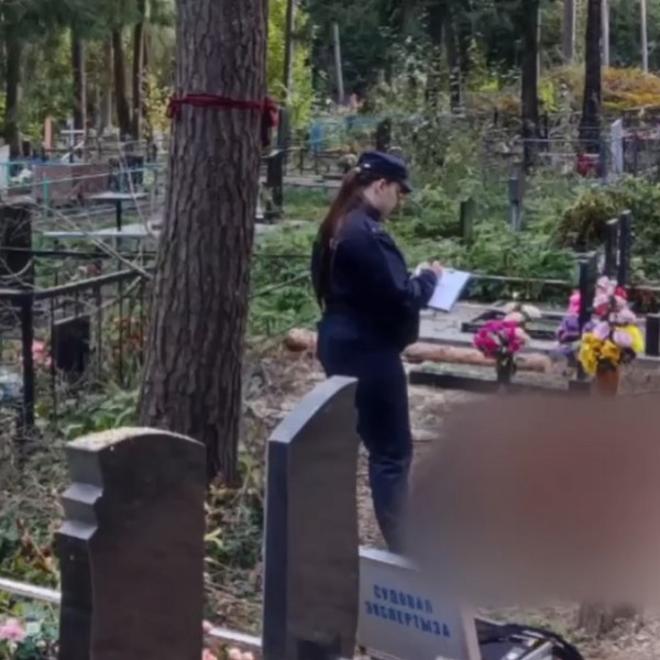 В Беларуси сосна рухнула прямо перед едущим автомобилем — видео с регистратора