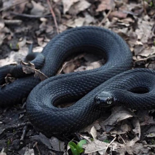 В Беларуси объявлен аукцион на заготовку гадюки. Стартовая цена – 2000 рублей