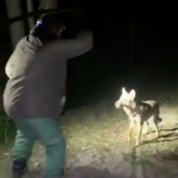 «А смысл на него спящего смотреть?» — женщина в Беловежской пуще потревожила волка и получила ответ