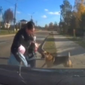 Водитель укрыл женщину с детьми от собаки. Пса отловили